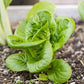 Little Gem Romaine Lettuce, 1000 Heirloom Seeds Per Packet, Non GMO Seeds