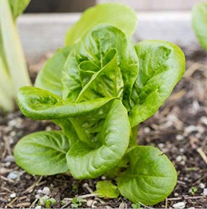 Little Gem Romaine Lettuce, 1000 Heirloom Seeds Per Packet, Non GMO Seeds