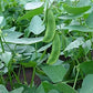 Early Thorogreen Bush Lima Bean, 50 Heirloom Seeds Per Packet, Non GMO Seeds