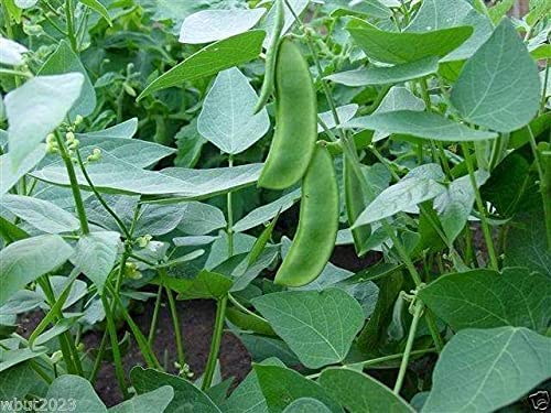 Early Thorogreen Bush Lima Bean, 50 Heirloom Seeds Per Packet, Non GMO Seeds