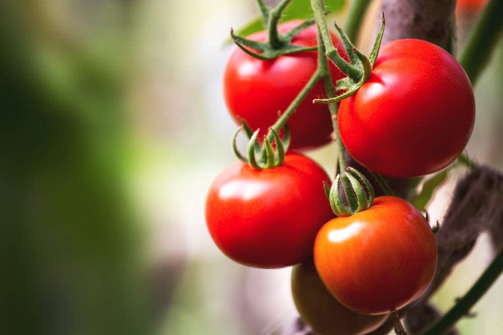 Calypso Caribbean Tomato, 100 Heirloom Seeds Per Packet, Non GMO Seeds