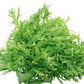 Salad King Endive, 1000 Heirloom Seeds Per Packet, Non GMO Seeds