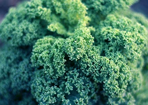 Dwarf Siberian Kale Seeds for Planting, 500+ Heirloom Seeds Per Packet, Isla's Garden Seeds , Non GMO Seeds, Botanical Name: Brassica oleracea, Great Home Garden Gift