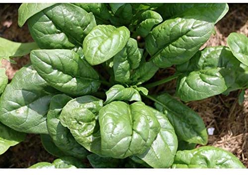 Giant Noble Spinach, 100 Heirloom Seeds Per Packet, Non GMO Seeds