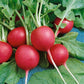 Crimson Giant Radish, 200 Heirloom Seeds Per Packet, Non GMO Seeds