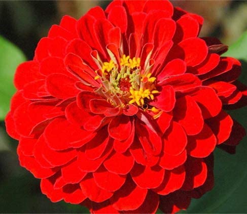 Zinnia Seeds Christmas in July Mix