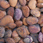 Jackson Wonder Lima Bean, 50 Heirloom Seeds Per Packet, Non GMO Seeds