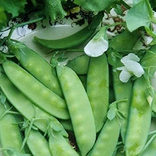 Dwarf Grey Sugar Pea, 30 Heirloom Seeds Per Packet, Non GMO Seeds