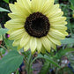 Lemon Queen Sunflower, 55 Flower Seeds Per Packet