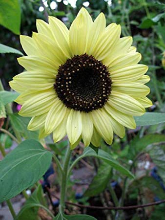 Lemon Queen Sunflower, 55 Flower Seeds Per Packet