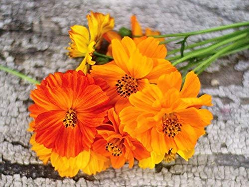 Cosmos Bright Lights Mix, 100 Heirloom Seeds Per Packet, Non GMO Seeds