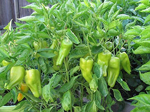 Cubanelle Sweet Pepper, 100 Heirloom Seeds Per Packet, Non GMO Seeds