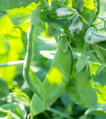 Avalanche Pea, 50 Heirloom Seeds Per Packet, Non GMO Seeds