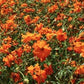 Cosmos Klondyke Orange Flowers, 100 Seeds Per Packet, Non GMO Seeds