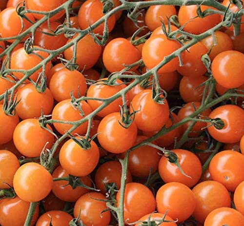 Gold Nugget Cherry Tomato, 25 Heirloom Seeds Per Packet, Non GMO Seeds