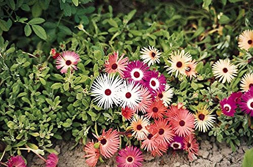 Mixed Annual Iceplant