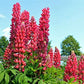 Red Russell Lupine, 25 Seeds Per Packet, Non GMO Seeds