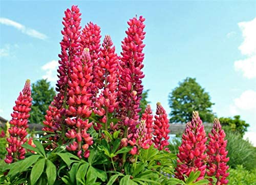 Red Russell Lupine, 25 Seeds Per Packet, Non GMO Seeds