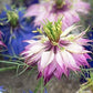 Love In A Mist Flower, 200 Seeds Per Packet