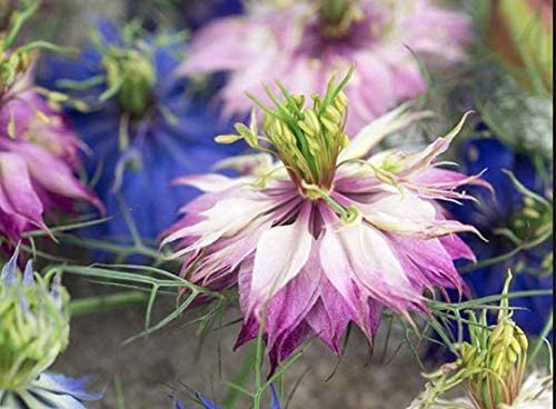 Love In A Mist Flower, 200 Seeds Per Packet