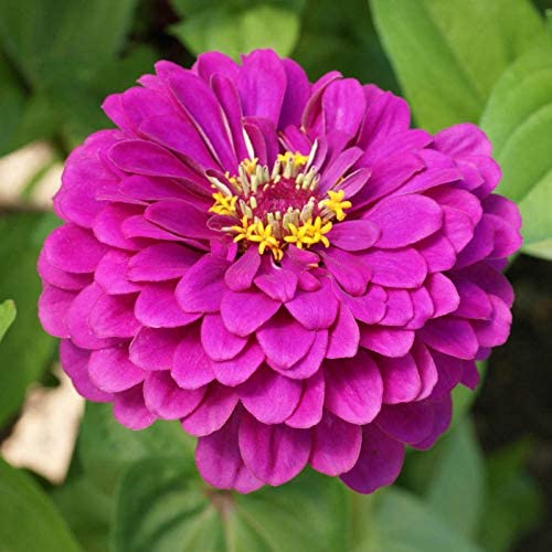 Merlot Zinnia Mix