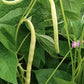 Cherokee Wax Bush Bean, 50 Heirloom Seeds Per Packet, Non GMO Seeds