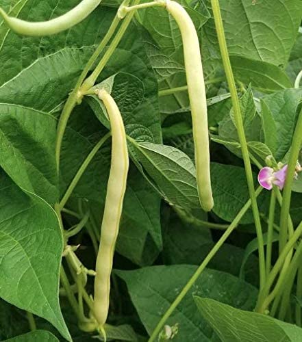 Cherokee Wax Bush Bean, 50 Heirloom Seeds Per Packet, Non GMO Seeds