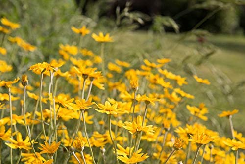 Oregon Sunshine Flowers, 300 Seeds Per Packet, Non GMO Seeds