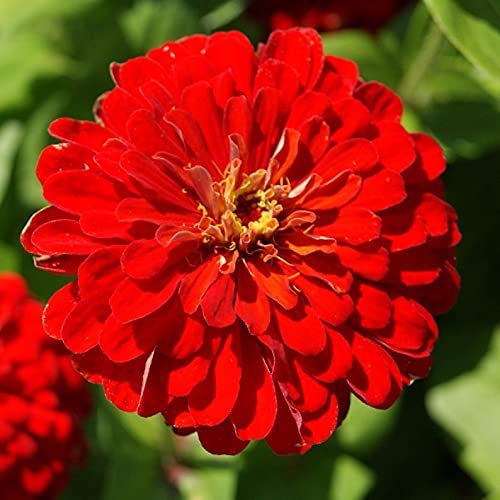 South of the Border Zinnia Mix