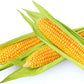 Golden Beauty Yellow Corn, 25+ Seeds Per Packet, Non GMO Seeds, Botanical Name: Zea mays