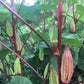 Hill Country Red Okra, 100 Heirloom Seeds Per Packet, Non GMO Seeds