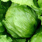 Iceberg Lettuce Seeds, 2500+ Heirloom Seeds Per Packet, Non GMO Seeds, Botanical Name: Lactuca Sativa VAR