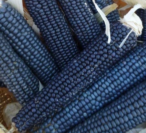 Rio Grande Blue Corn