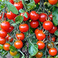 "Sweetie" Cherry Tomato Seeds for Planting, 250+ Heirloom Seeds Per Packet, Isla's Garden Seeds , Non GMO Seeds, Sweet Flavor, Botanical Name: Solanum lycopersicum, Great Home Garden Gift