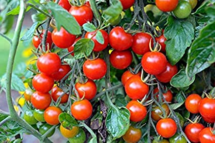 "Sweetie" Cherry Tomato Seeds for Planting, 250+ Heirloom Seeds Per Packet, Isla's Garden Seeds , Non GMO Seeds, Sweet Flavor, Botanical Name: Solanum lycopersicum, Great Home Garden Gift