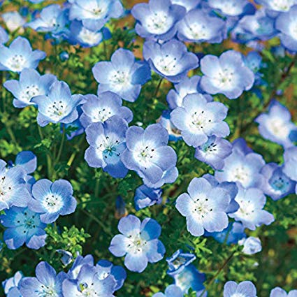Baby Blue Eyes Wildflowers, 1500 Flower Seeds Per Packet