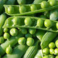 Wando Garden Pea, 50 Heirloom Seeds Per Packet, Non GMO Seeds