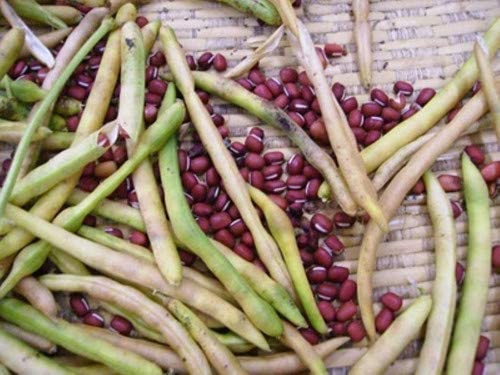 Sprouting Seeds/Rainbow Bean Mix, 40 Heirloom Seeds Per Packet, Non GMO Seeds