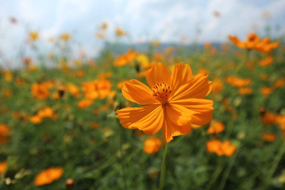 Cosmos Klondyke Orange Flowers, 100 Seeds Per Packet, Non GMO Seeds