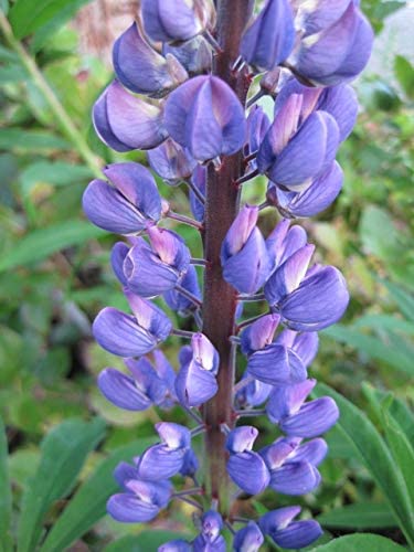 Large Leaf Perennial Lupine, 50 Seeds Per Packet, Non GMO Seeds
