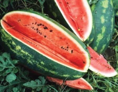 Congo Watermelon, 25 Heirloom Seeds Per Packet, Non GMO Seeds