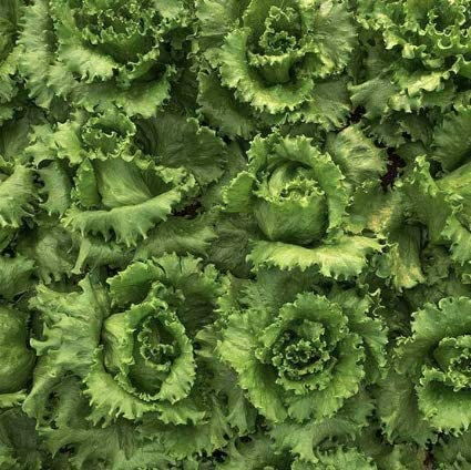 Salinas Crisphead Lettuce, 1000 Heirloom Seeds Per Packet, Non GMO Seeds