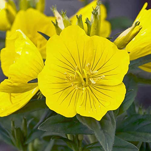 Evening Primrose, 1500 Seeds Per Packet