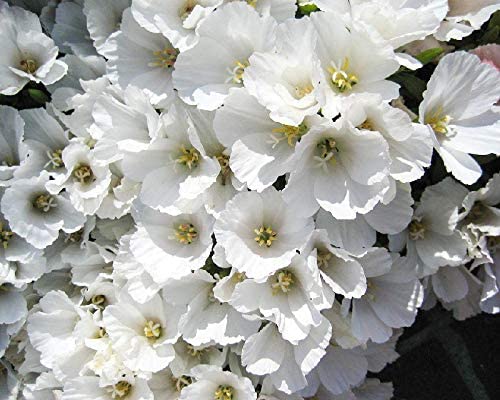 White Godetia, 1500 Seeds Per Packet, Non GMO Seeds