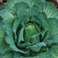 Early Jersey Wakefield Cabbage, 500 Heirloom Seeds Per Packet, Non GMO Seeds
