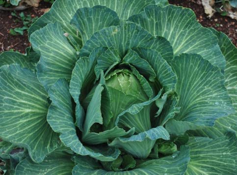 Early Jersey Wakefield Cabbage, 500 Heirloom Seeds Per Packet, Non GMO Seeds