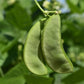 Early Thorogreen Bush Lima Bean, 50 Heirloom Seeds Per Packet, Non GMO Seeds