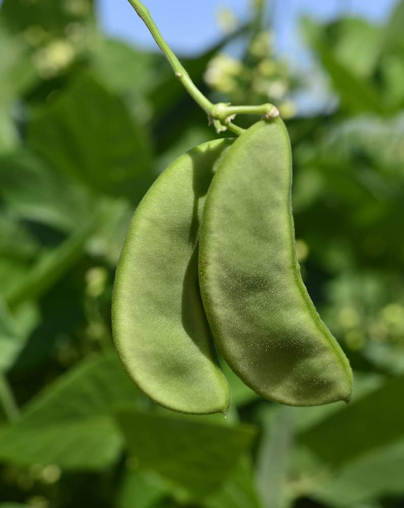 Early Thorogreen Bush Lima Bean, 50 Heirloom Seeds Per Packet, Non GMO Seeds