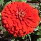 Will Rogers Red Zinnias, 50 Flower Seeds Per Packet