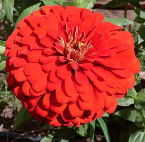 Will Rogers Red Zinnias, 50 Flower Seeds Per Packet